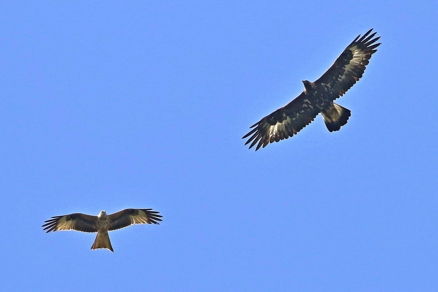 Aquila reale(Aquila chrysaetos) e Nibbio reale (Milvus milvus )